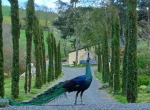 Paon domaine de la plume gimond