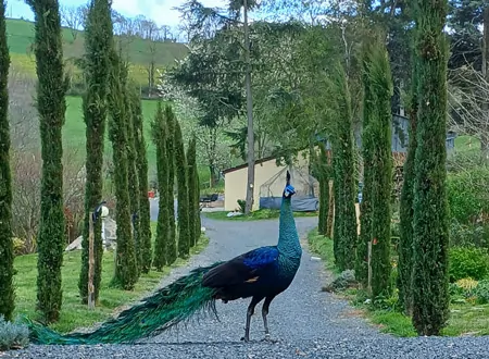 Paon domaine de la plume gimond