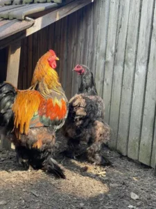 Animaux domaine de la plume (1)