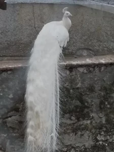 Animaux domaine de la plume (2)