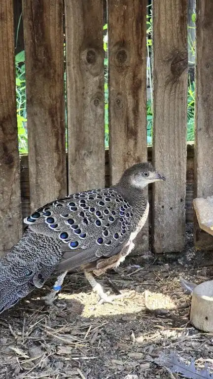 Animaux domaine de la plume (3)