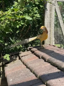 Animaux domaine de la plume (4)