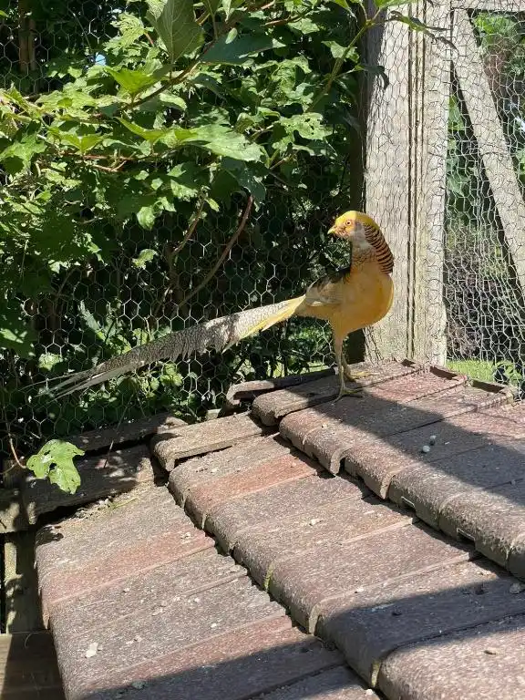 Animaux domaine de la plume (4)