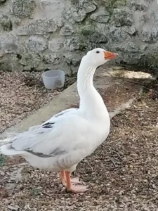 Animaux domaine de la plume (5)