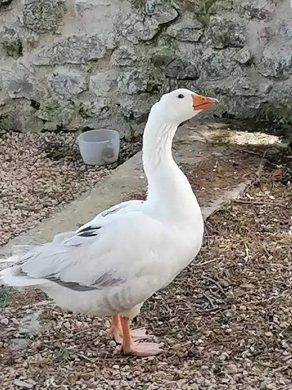 Animaux domaine de la plume (5)