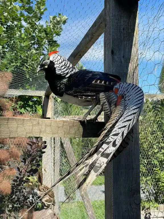 Animaux domaine de la plume (6)