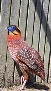 Animaux domaine de la plume (7)