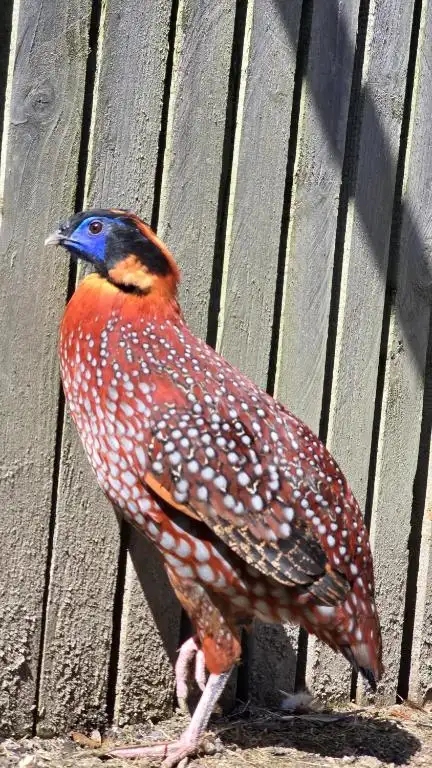 Animaux domaine de la plume (7)