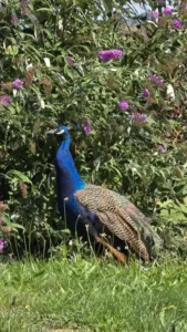 Animaux domaine de la plume (8)