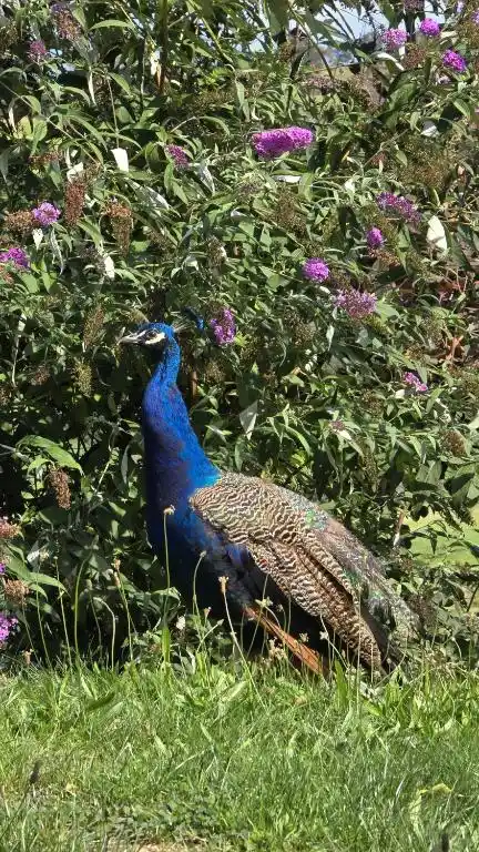 Animaux domaine de la plume (8)