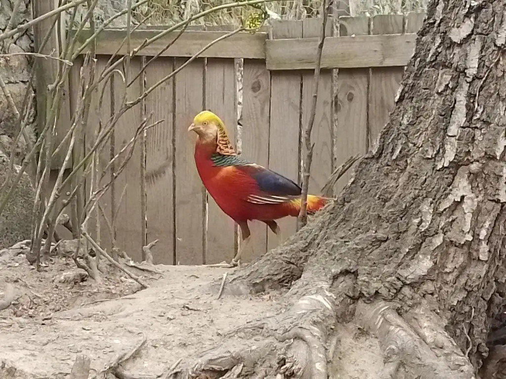 Animaux domaine de la plume (9)